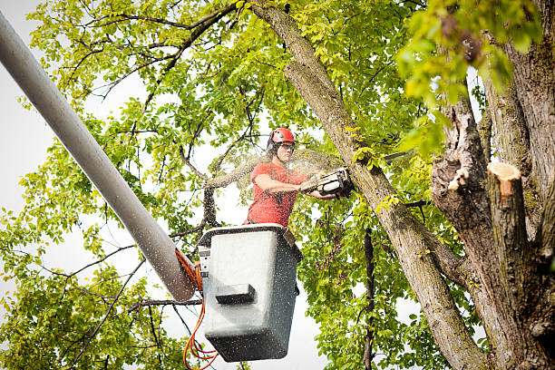 Trusted Pearl Beach, MI  Tree Services Experts